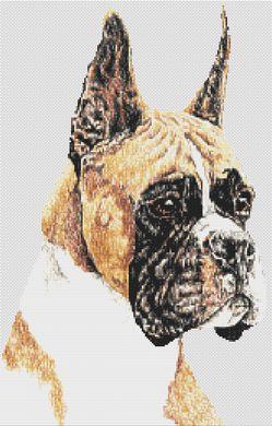 Boxer - Ears Up